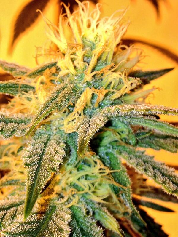 #sugartownexpress showing off for 3 weeks old