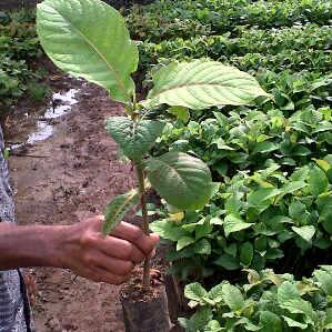 Ayo kita menanam, untuk masa depan yg lebih baik :)