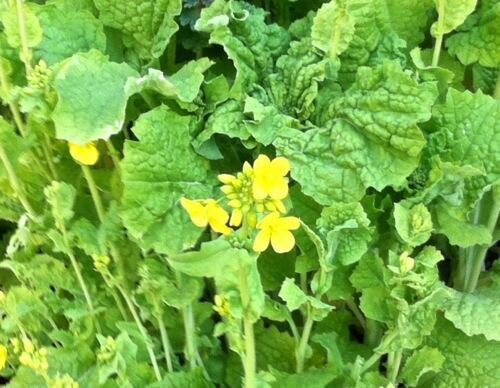 パツ子 Patuko13 アブラムシ の検索結果 Twilog