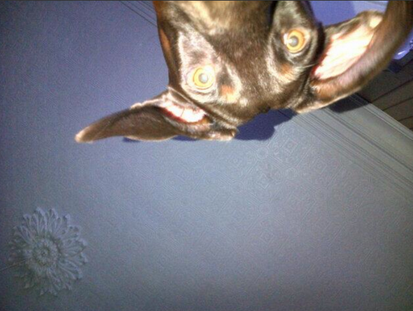 PuppySelfies's tweet photo. "Oh shit this may be upside down.." #PuppySelfies http://t.co/DNzse6paPA