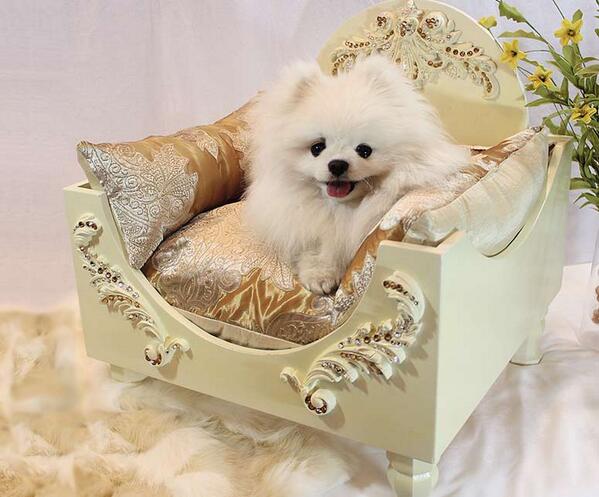SommerPriss's tweet photo. On my Bark-Day List!🐶"Teacup Tutu Charm has a NEW line of luxurious dog beds for your pooch. http://t.co/LWgrEVMInN  http://t.co/Y8FBTcba53”