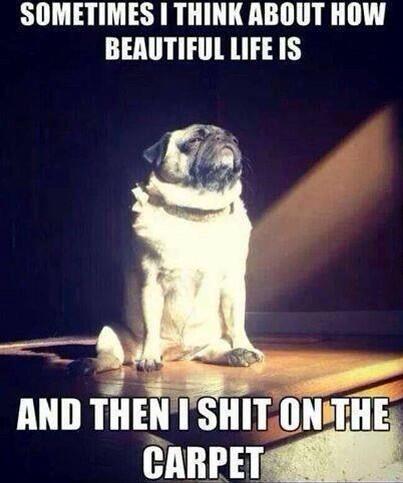 LCordt's tweet photo. 😂 http://t.co/Hjxp7Wc27e