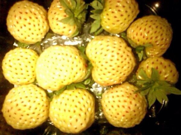 Vanilla Strawberries...yup they went there!! <a href="/theOFT_Board/">Ont Food Terminal</a>