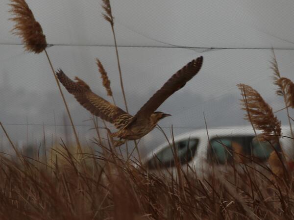 pablovera_g's tweet photo. Con reservas como el #TancatDeLaPipa que recuperan su hábitat,el avetoro vuelve a invernar en #Albufera @SEO_BirdLife http://t.co/ka4GNsZrtA