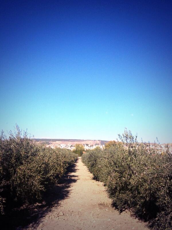 levensverhaalES's tweet image. #hardlopen tussen olijfbomen! Kijk hoe mooi @damtotdam. Zijn er meer @loopmaatjes #loopmaatjes in Granada (Spanje)?