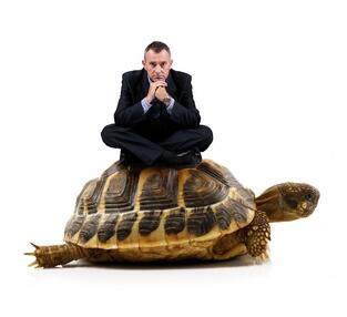 Черепаха сидит на камне. Смешная черепашка. Сидеть как черепаха. Черепаха сидит. Галапагосская черепаха и дети.