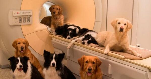 A3Noticias's tweet photo. Un estudio demuestra que los perros entienden las emociones de forma similar a los humanos http://t.co/HCtTyZLuXF http://t.co/nmmq8p6UhM