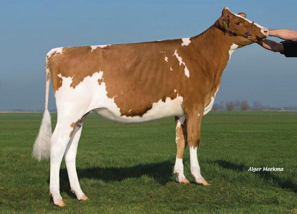 SelectSiresInc's tweet photo. Daughter of #LADDP-RED: Holec Redrose Jolan P-Red owned by Holec Holsteins #Polled http://t.co/c8uY53pLe0