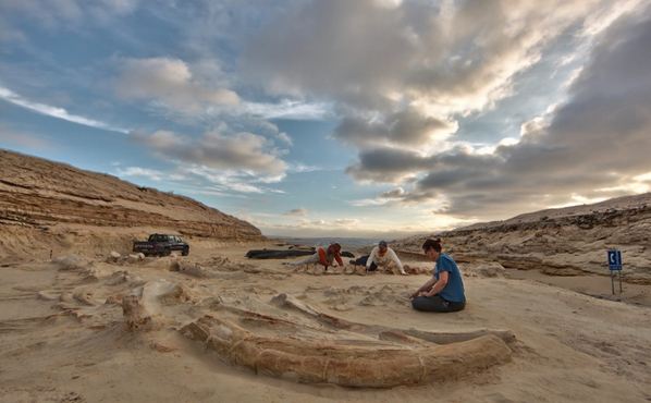 washingtonpost's tweet photo. Construction workers discover ancient whale graveyard http://t.co/cRflzFOiUs http://t.co/E7lcZFJepS