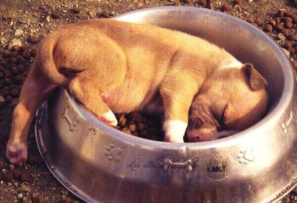 MrDerekNoakes's tweet photo. Eating makes you sleepy. I loves him. http://t.co/eUAwsA08d6