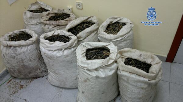 policia's tweet photo. 2 detenidos por robar >300 kg de aceituna (8 sacos) en una finca de Jaén, alegando que "creían q no eran de nadie..." http://t.co/DZfdUU6yNQ