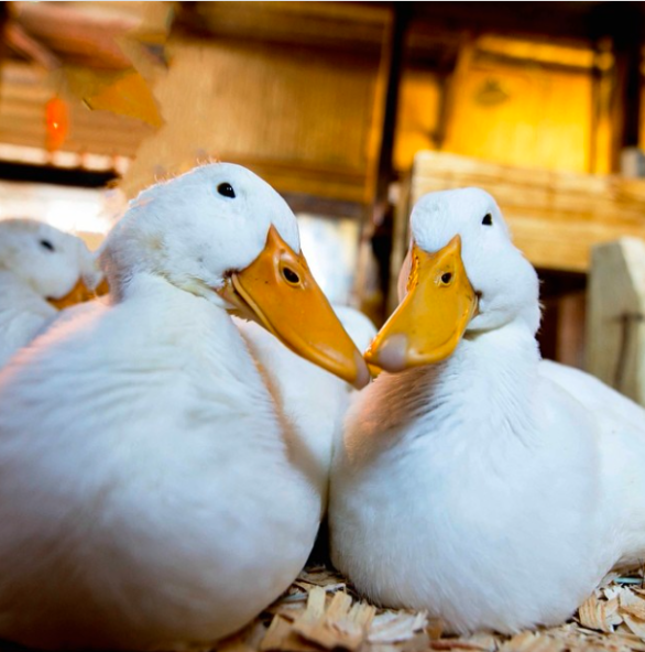 aflac's tweet image. Pucker up, #amiright?