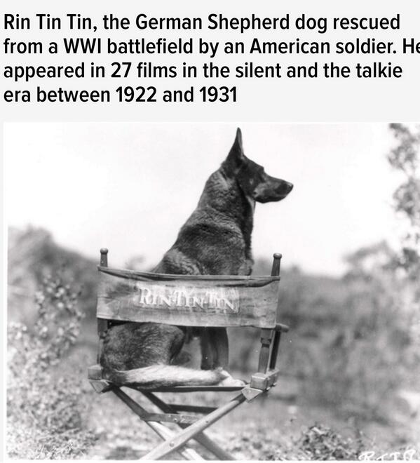 Pocket_Ted's tweet image. A German Shepherd dog rescued from a #WW1 battlefield.....the rest is history :-)