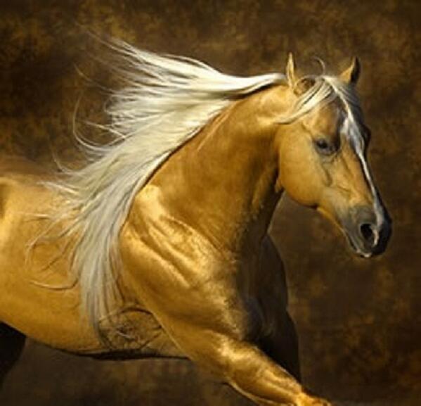 Caballo De Copas Y Reina De Oros