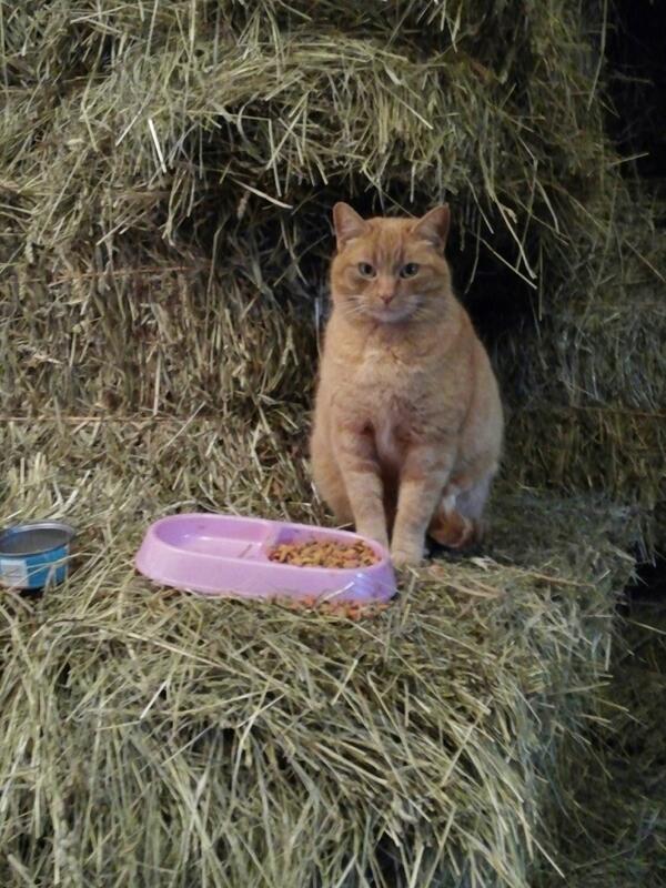 shelleyWells38's tweet image. @ItsChessieCat @ItsBenjaminCat @ItsBrooklynCat Pumpkin says this isn't what she wants to eat.