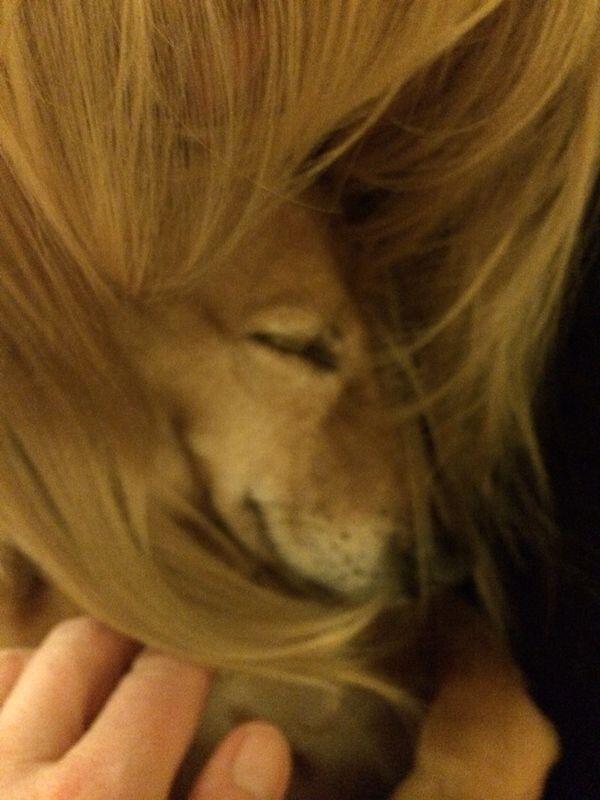 HannahSchofield's tweet photo. Laughing at what my dog would look like with hair... http://t.co/lHPT0aT1Nr