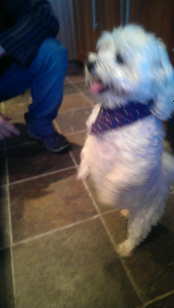 lauragiachardi's tweet photo. @Pettecoats  Waltz modelling her bandana #fashionabledog http://t.co/5I4apI8CMz
