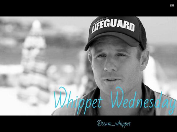 Team_Whippet's tweet image. #whippetwednesday