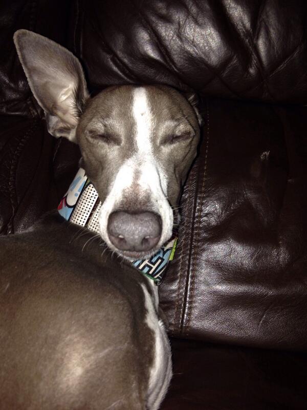 DailyDexter2's tweet photo. Turn the flash OFF!!! I can't see what your doing 🐶 xx http://t.co/mHWYoDY4rA
