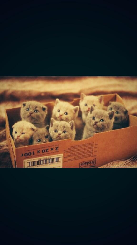 CatOverdose's tweet image. RT if you wish you were cuddling with one of these right now