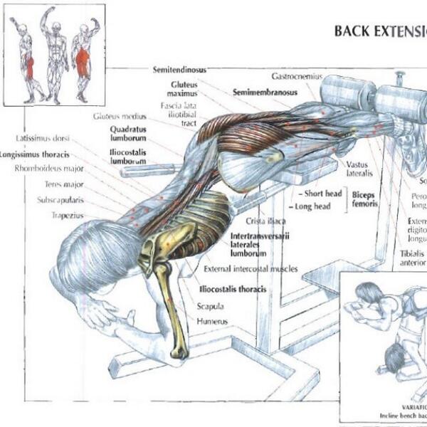 ChassieCouture's tweet image. #backextensions #gym #GymTime #letsdothis #getactive