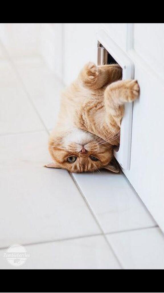 CatOverdose's tweet image. Too fat for the door