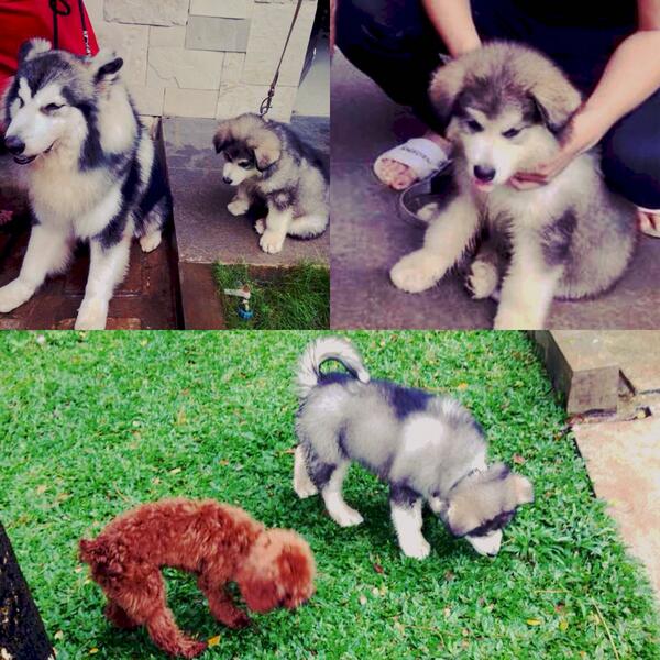 Welcome my super cute boy Chronos 🐶😘😘