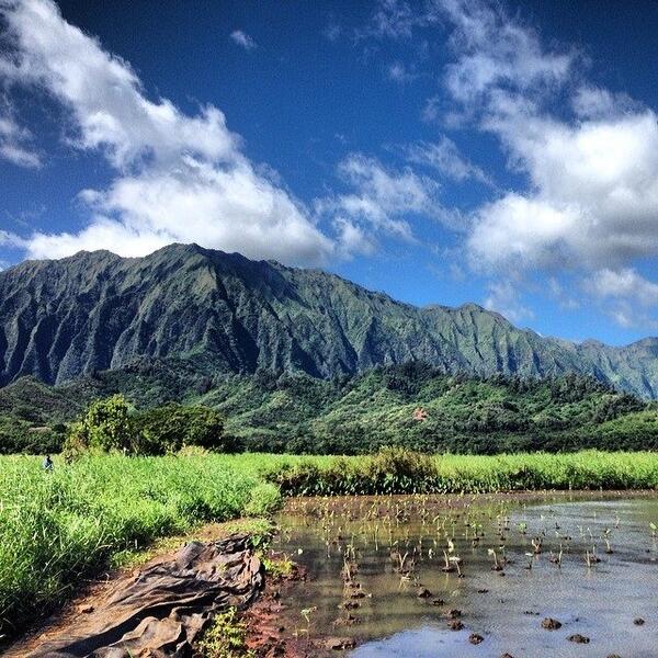 ahofschneider's tweet photo. Developing #agriculture: #HCDA helps @KakooOiwi restore #kalo fields http://t.co/Gyph2vKNfe #Oahu #Hawaii @CivilBeat http://t.co/yx9fZmQvVG