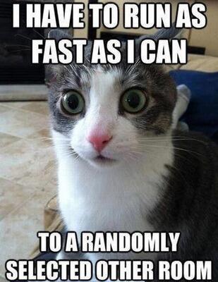 DatAwkwardChild's tweet photo. @CatVictory oh....a person....hi there..... http://t.co/tKUoIJgSlu