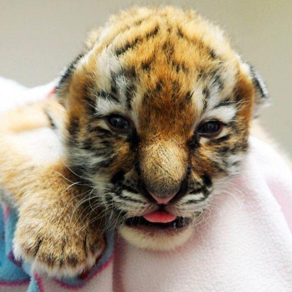 Earth Pics on X: Newborn baby tiger.  / X