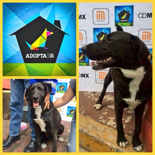 MetroCDMX's tweet photo. En la estación Normal fue rescatado "Huellas", este perro entregado a @MundoPatitas para su adopción. http://t.co/1dVTphIqgQ