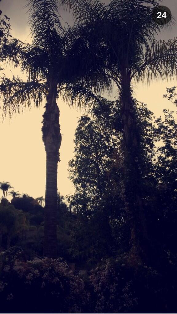 ALionTweets's tweet photo. From @joyvalencia's snap story today: 🌴🌴 http://t.co/dWX5fYbTra