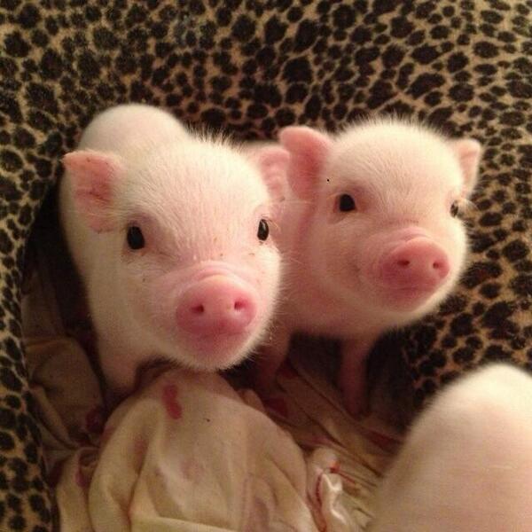 mashable's tweet image. Contrary to popular belief, pigs are adorable  on.mash.to/1cnX7wS