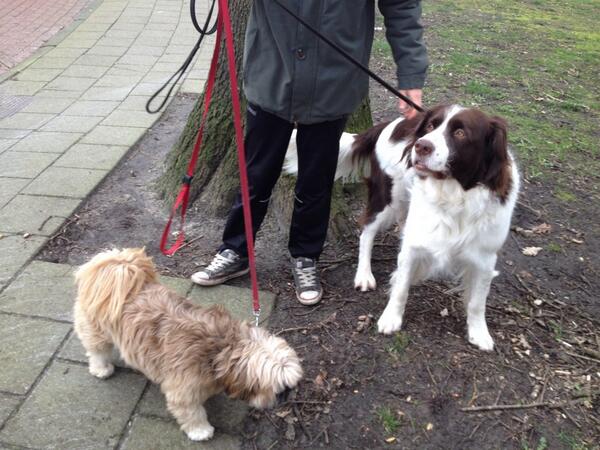 Diederik_0512's tweet photo. Aant chillen met pip en koda http://t.co/jPd9yztbay