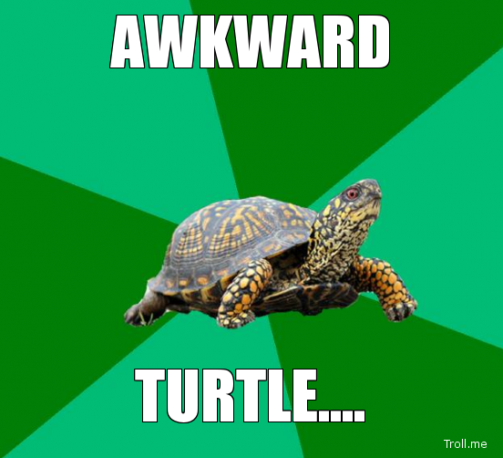 DatAwkwardChild's tweet photo. @morbokif @Jan_Marshall @bullitt6454 @stefiegirlNYG yaaay! friends! Have a turtle. http://t.co/lXkaqfXgM2