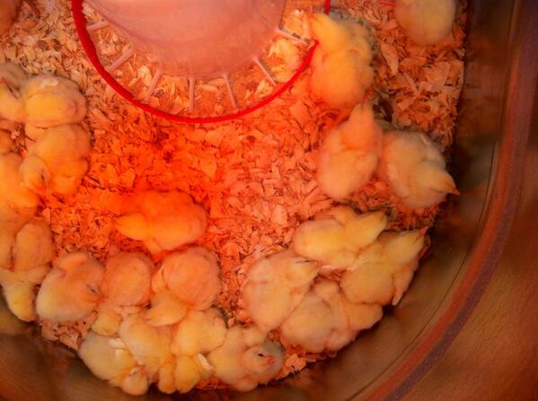 @HoggieDoogster Working on Christmas ideas #babychicks#nomorecutco