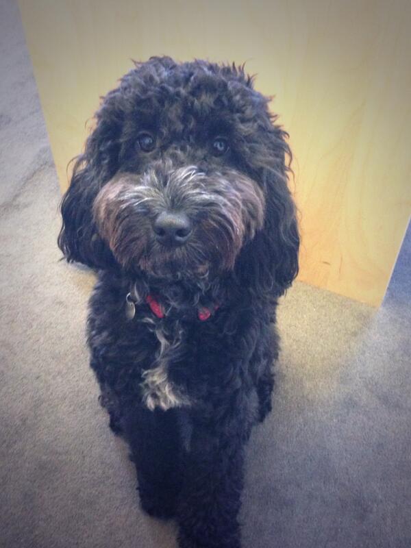 buster_pops's tweet photo. Getting ready for my first TV appearance. More news to follow #famousdog http://t.co/1NGocERRck
