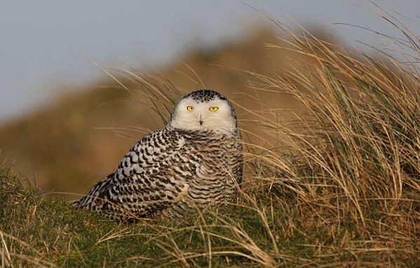 Fijn midweekje #Vlieland, hoor!Zo hoort vakantie te zijn: zon,zee,strand,duinen, en twee prachten van witte vogels!