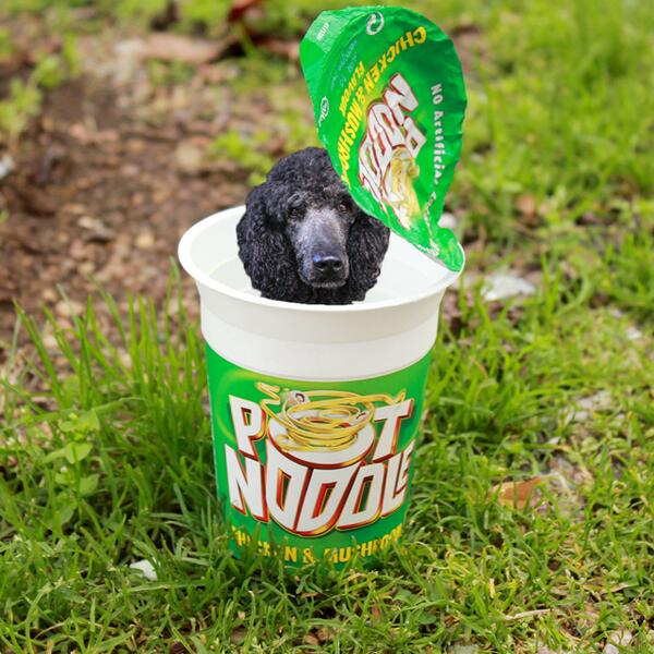 Pot Noodle on Twitter: "Pot Poodle. #NotNoodle http://t.co ...