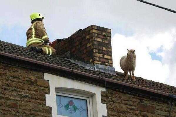 Bushwackerinc's tweet image. #CountryProblems