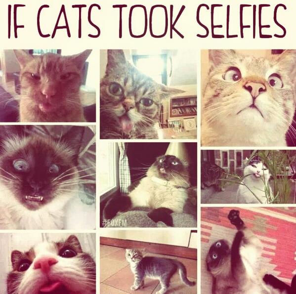 pacojavitx's tweet image. #shouldof used RT @h_wolfe58: *you're RT @pacojavi712: "@callmesaffron: http://t.co/szuib3l2JO" If *your* cats took selfies?