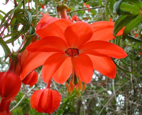 The world's most beautiful flower? A passion flower almost extinct in its native Colombia. (Passiflora parritae)