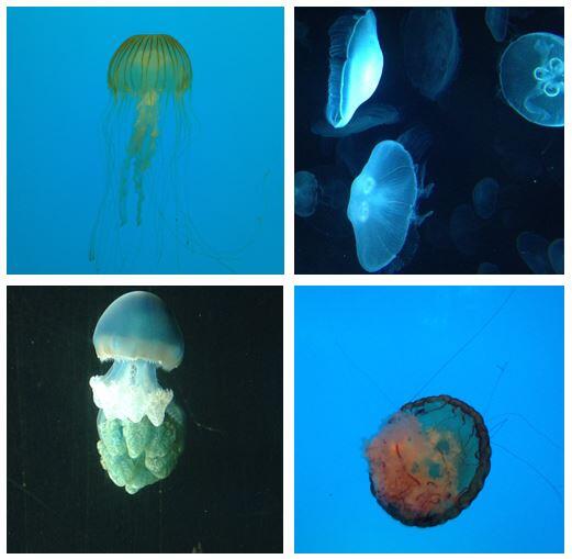 shaunlawson's tweet image. Jellyfish-tastic at the #cscw2014 reception at @NatlAquarium