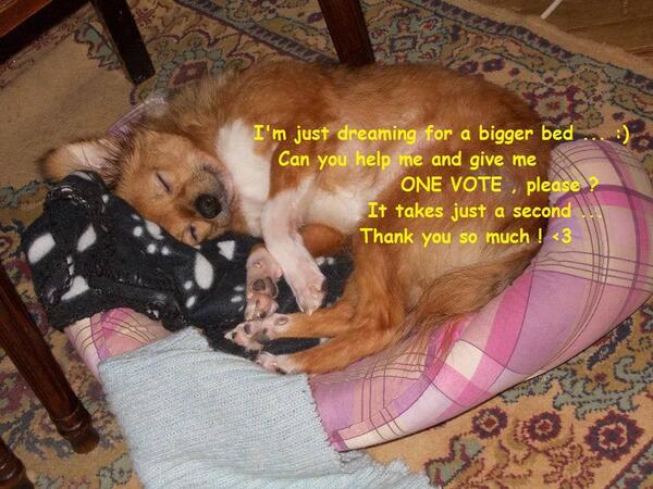 Almaalmady's tweet image. Hi Click Abstimmen ,please ! A dog can win a bed .Tks pfoten-stars.de/Teilnehmer/319…