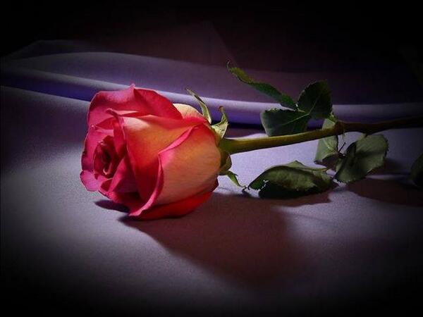 ali_alshaher0's tweet photo. "@aemeeaemee: أَسعَد آڵلـہَ
صبـاُء
,, گَلَّ { رۅحٍ } ,, ٺمر هُڼآ.. ♥ !
 http://t.co/mhbyG6twMG”"""