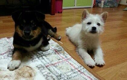 teresa611's tweet photo. 어미없이 시보호소로 포획되어 들어온 믹스견 깜봉이와 흰봉이의 새가족을 찾아요.입양시기를 놓치면 입양이 힘든 믹스견이기에 꼭 링크의 글을 보아주시고,자리한켠 부탁드려요 http://t.co/lp07bYdVWX http://t.co/nDF4BDNu1l