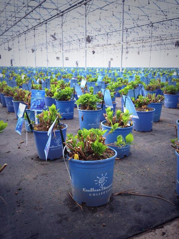 ESHydrangeas's tweet image. Rows of @ESHydrangeas growing for #MothersDay! So nice to see some #green. #greenhouse #hydrangea #nursery #garden