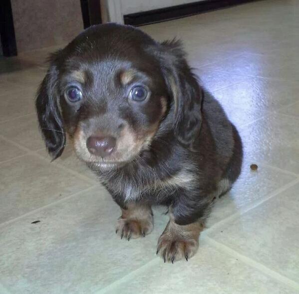 sexton farms puppies