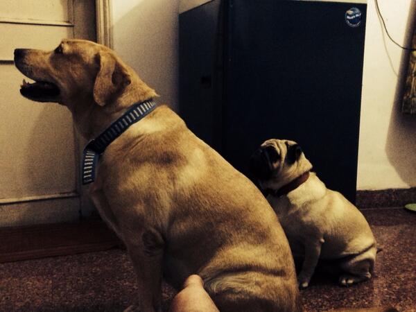 Embedded image permalink