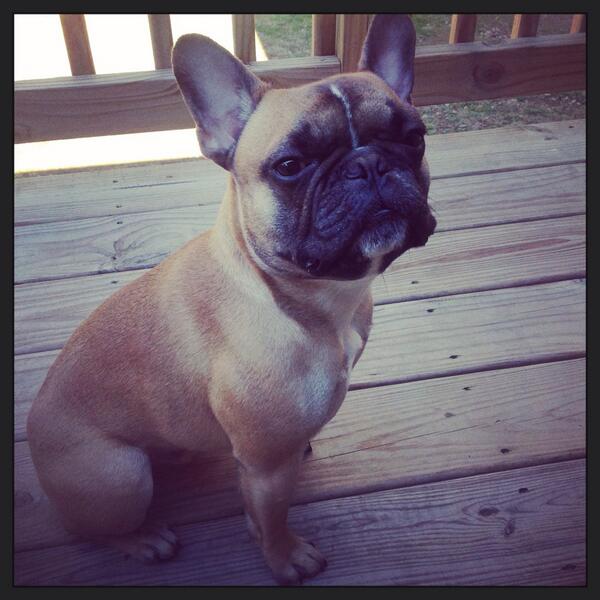 Official taste tester for <a href="/PWholesome/">PawsitivelyWholesome</a>  #healthydogtreats #naturaldogtreats #pawsitivelywholesome